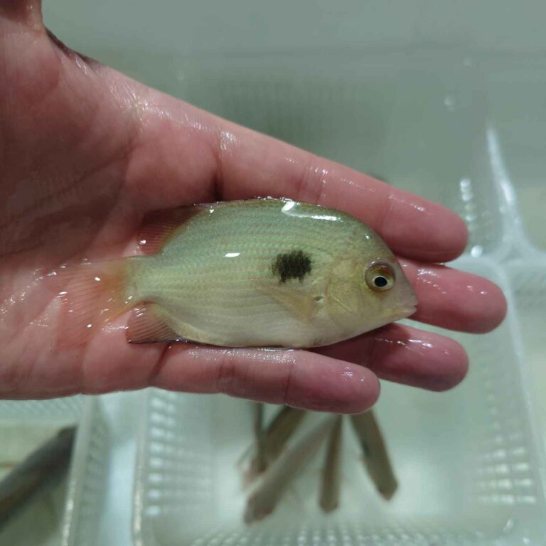 Paretroplus Maculatus