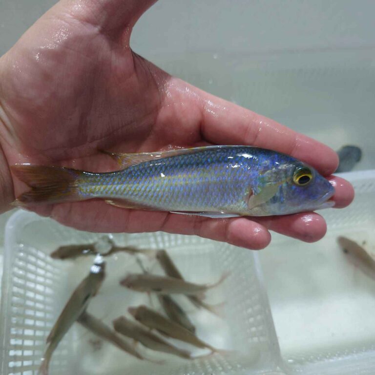 Buccochromis Lepturus Green
