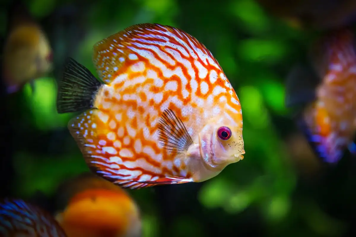 fishes15