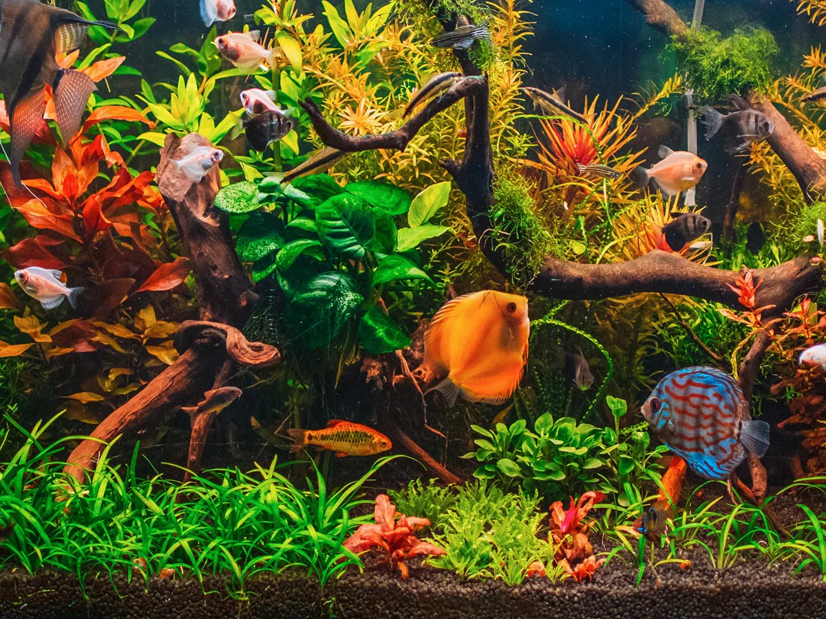 fishes16