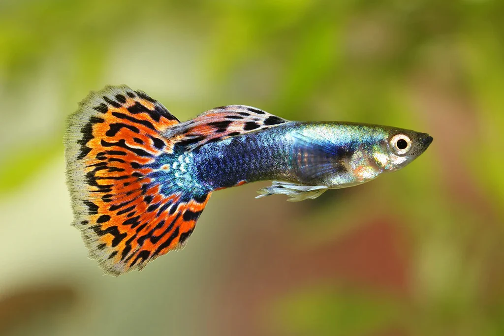 fishes20