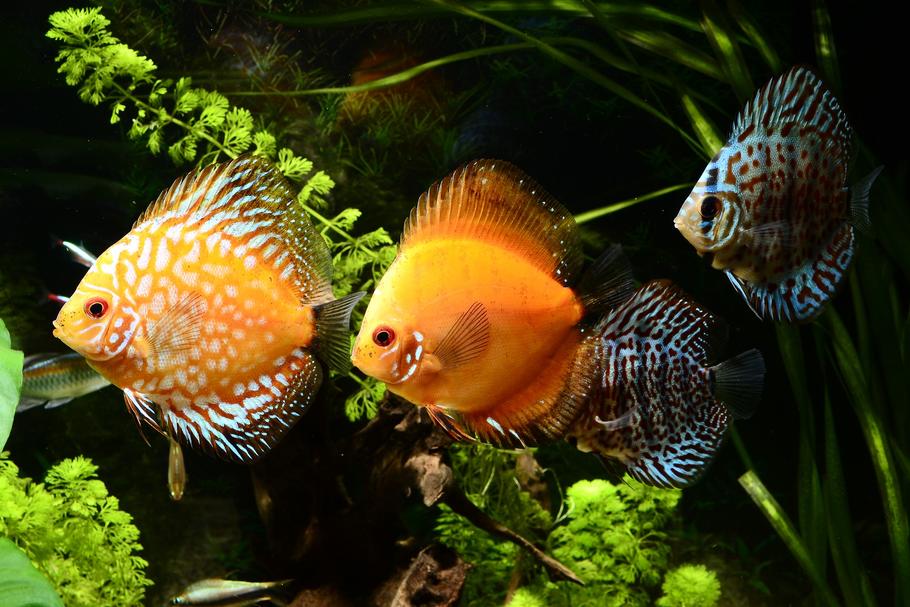 fishes23