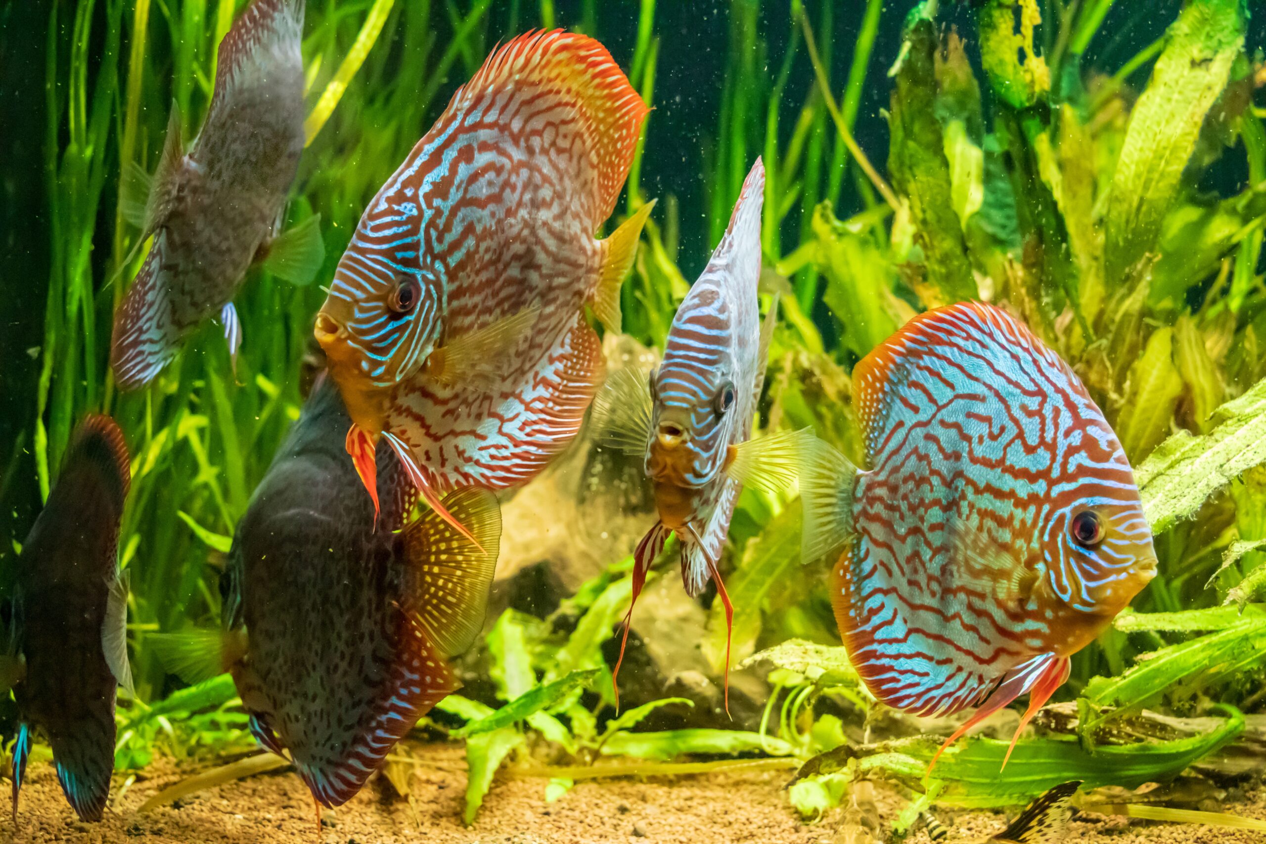 closeup underwater shot beautiful brown discus fish scaled