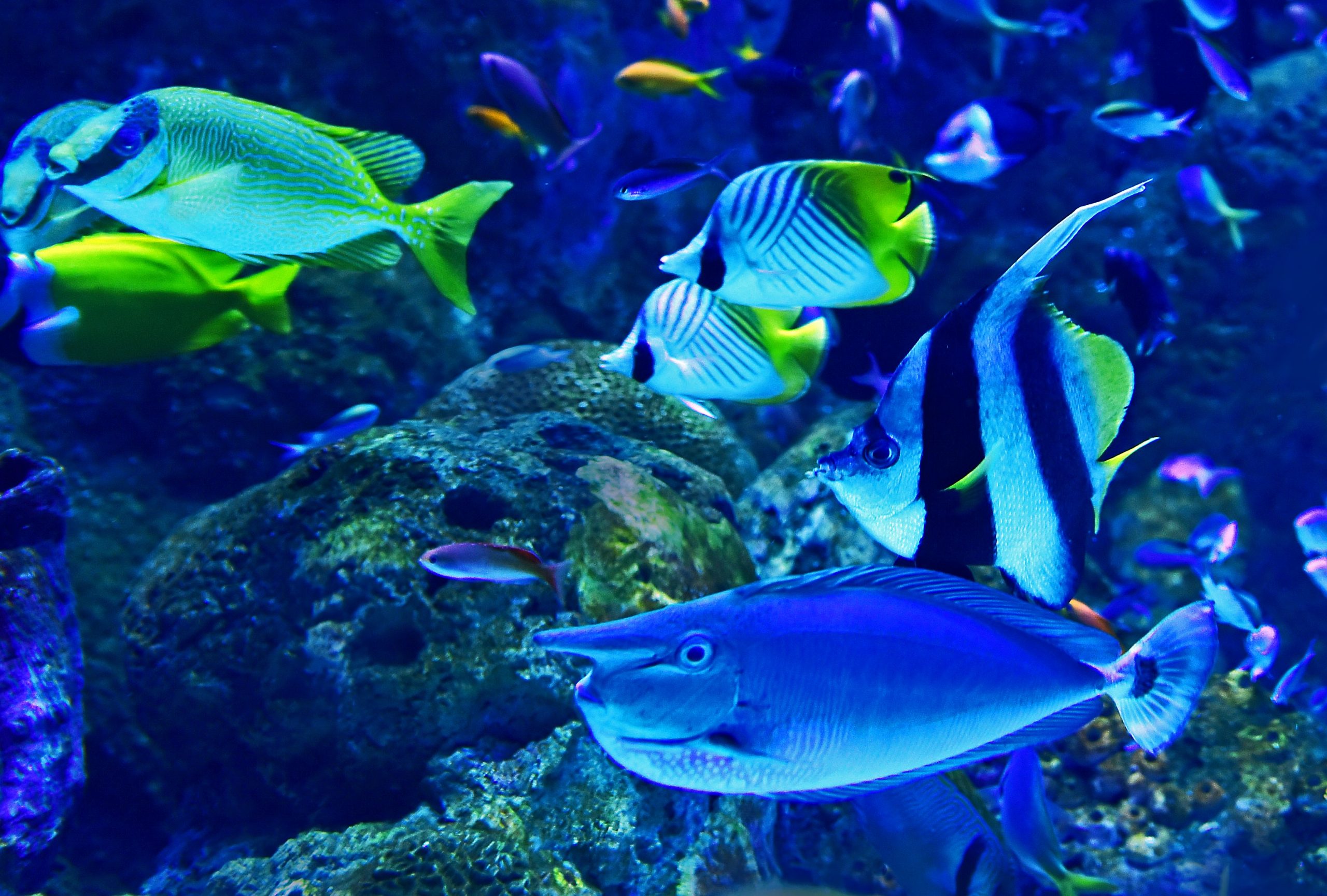 fishes12