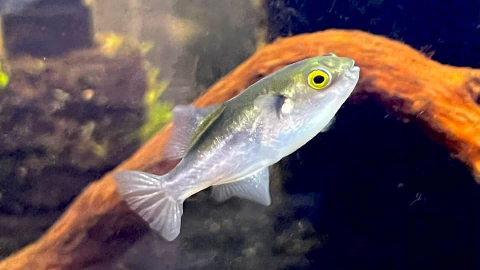 Avocado Puffer
