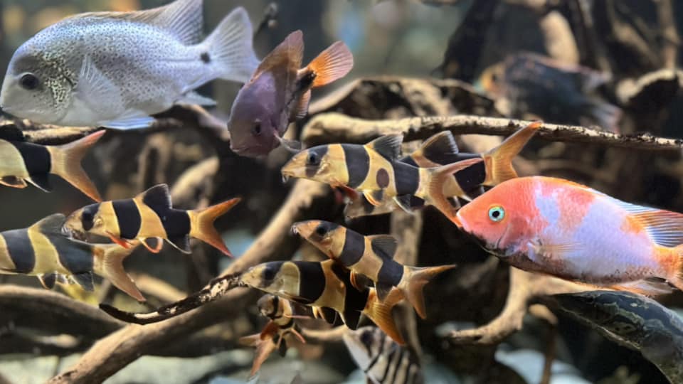Clown Loaches