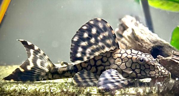 5-5.5” L037 Honeycomb Pleco