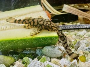 Honeycomb Bristlenose Pleco