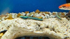 Blue Neon Goby