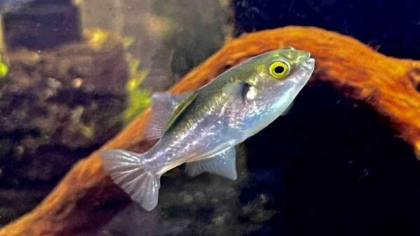 Avocado Puffer – Small & Jumbo