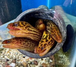 10-12" Tiger Moray Eel
