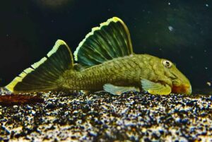 5” L047 Mango Pleco