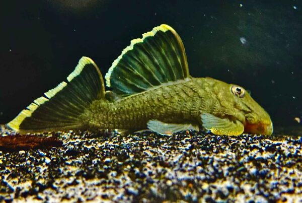 5” L047 Mango Pleco