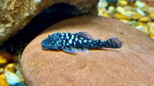 3-3.5” Slate Pleco