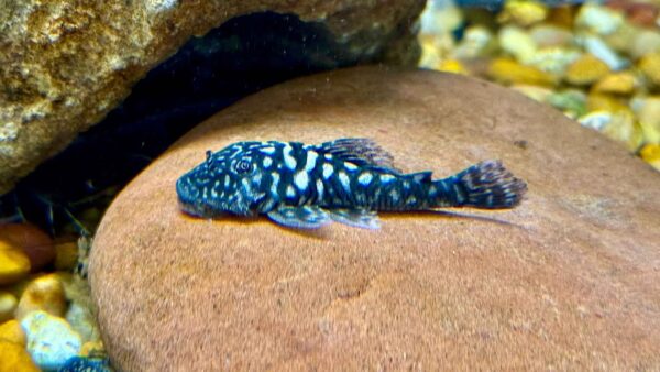 3-3.5” Slate Pleco