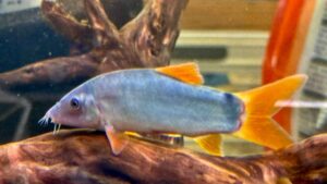 Redtail Botia, LG