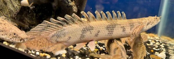 8" Endlicheri/Saddleback Bichir