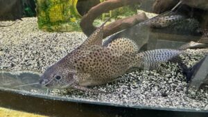 Jumbo Featherfin Synodontis