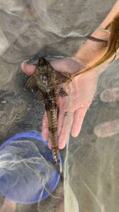 Royal Loricaria/Whiptail Catfish