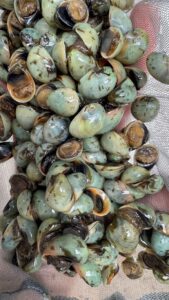 White Military Helmet Snail