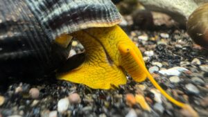 Orange Rabbit Snail