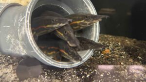 Jumbo Fire Eel