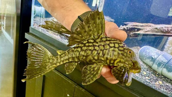 6-7” L330 Watermelon Royal Pleco