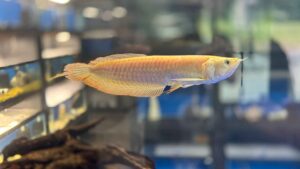 4” Yellow Banana Arowana