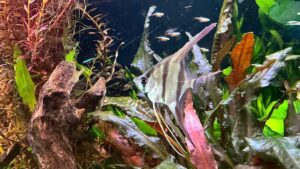 Altum Angelfish, Captive Bred & Wild Caught