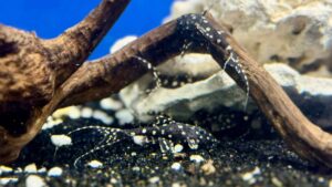 4” Adonis Pleco