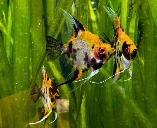 Red Devil Angelfish