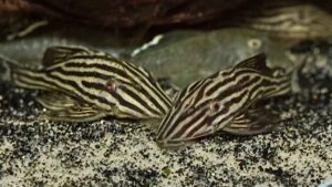 5” L027 Xingu Platinum Royal Pleco