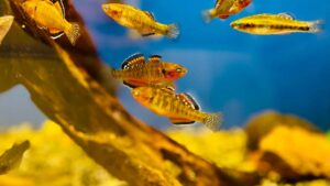 Empire Gudgeon