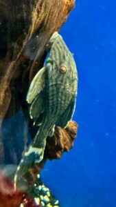 L-190 Royal Pleco