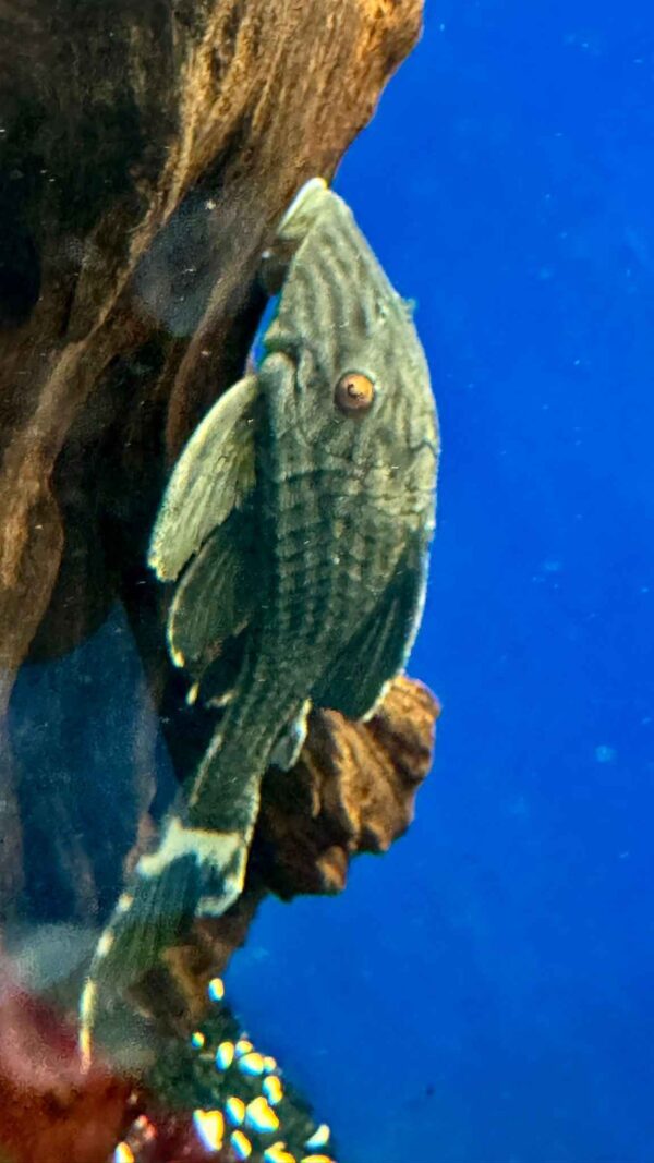 L-190 Royal Pleco