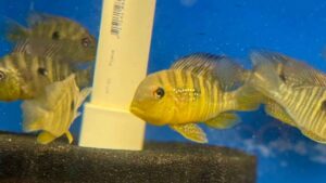 Balzanii Geophagus