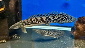 Orinoco Dolphin/Unicorn Catfish