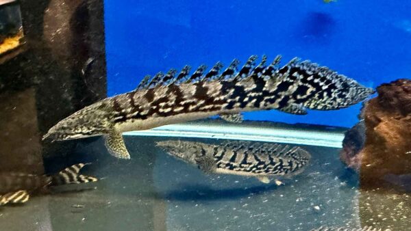4” Royal King Delhezi Bichir4” Royal King Delhezi Bichir