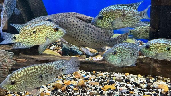 Rio Hondo Carpintis
