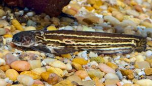 Eel Tailed Wood Catfish