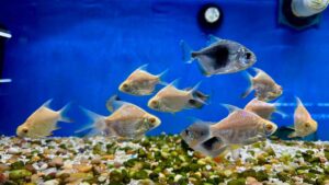 Shortbody Albino Tinfoil Barb