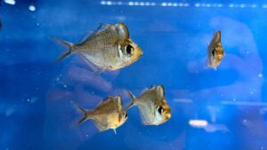 Humphead Glass Fish XL