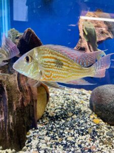 7-8” Rio Parana Geophagus Sveni, Wild Caught