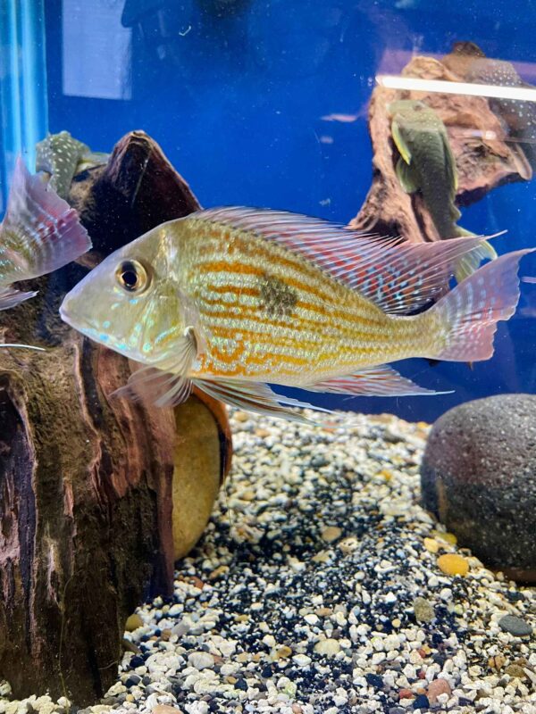 7-8” Rio Parana Geophagus Sveni, Wild Caught