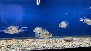 Silver Cichlid/Argentea Cichlid