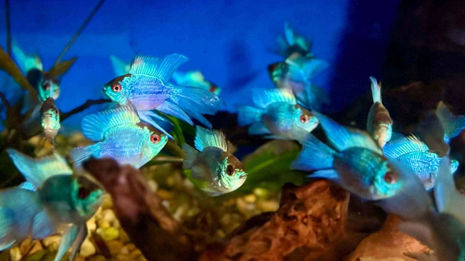 588623665_625728627230558_2138098701795121147_n_11zon 588623665_625728627230558_2138098701795121147_n_11zon