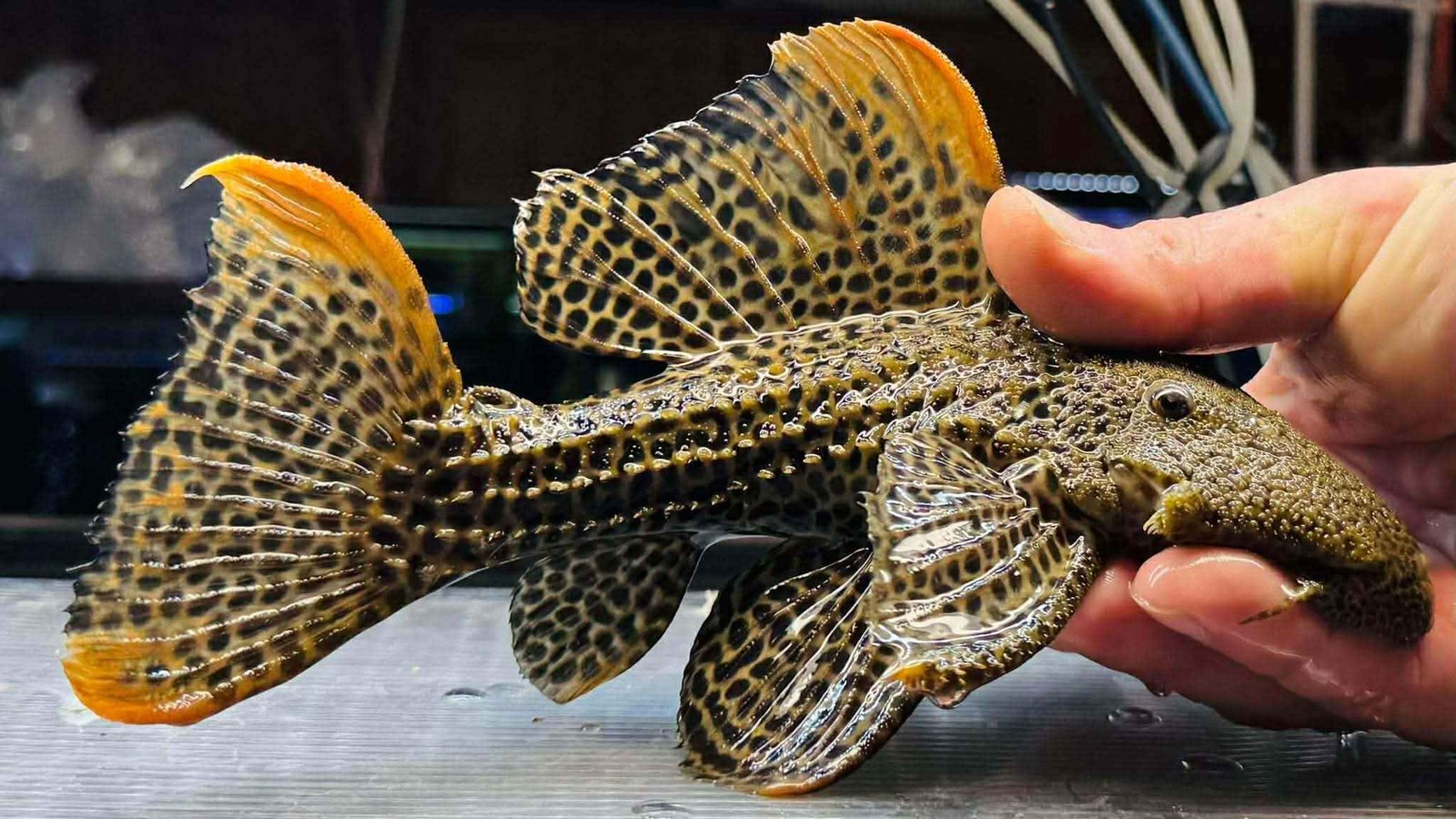 588642706_2677402739274640_5452076435786035402_n_11zon 588642706_2677402739274640_5452076435786035402_n_11zon