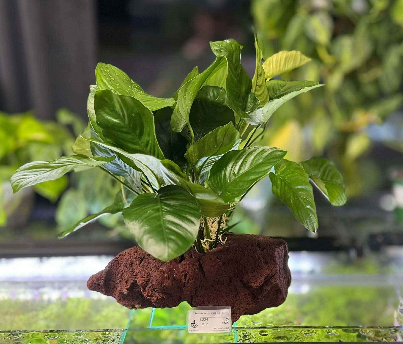 588656586_1407722831022796_5752784022820403692_n_11zon 588656586_1407722831022796_5752784022820403692_n_11zon