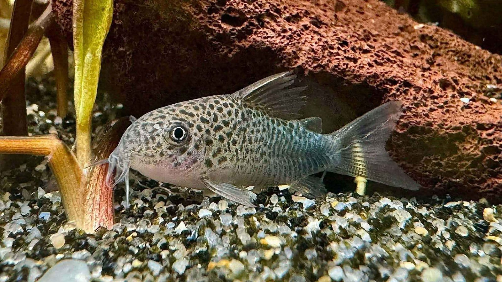 588908677_2990001934723534_6865476026945946446_n_11zon 588908677_2990001934723534_6865476026945946446_n_11zon