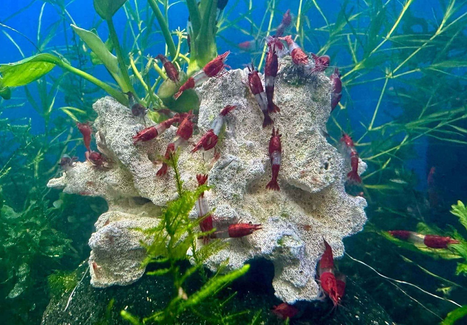 588909641_845500594725496_2735922212788430223_n_11zon 588909641_845500594725496_2735922212788430223_n_11zon